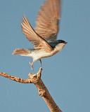 Swallow Taking Flight_25008